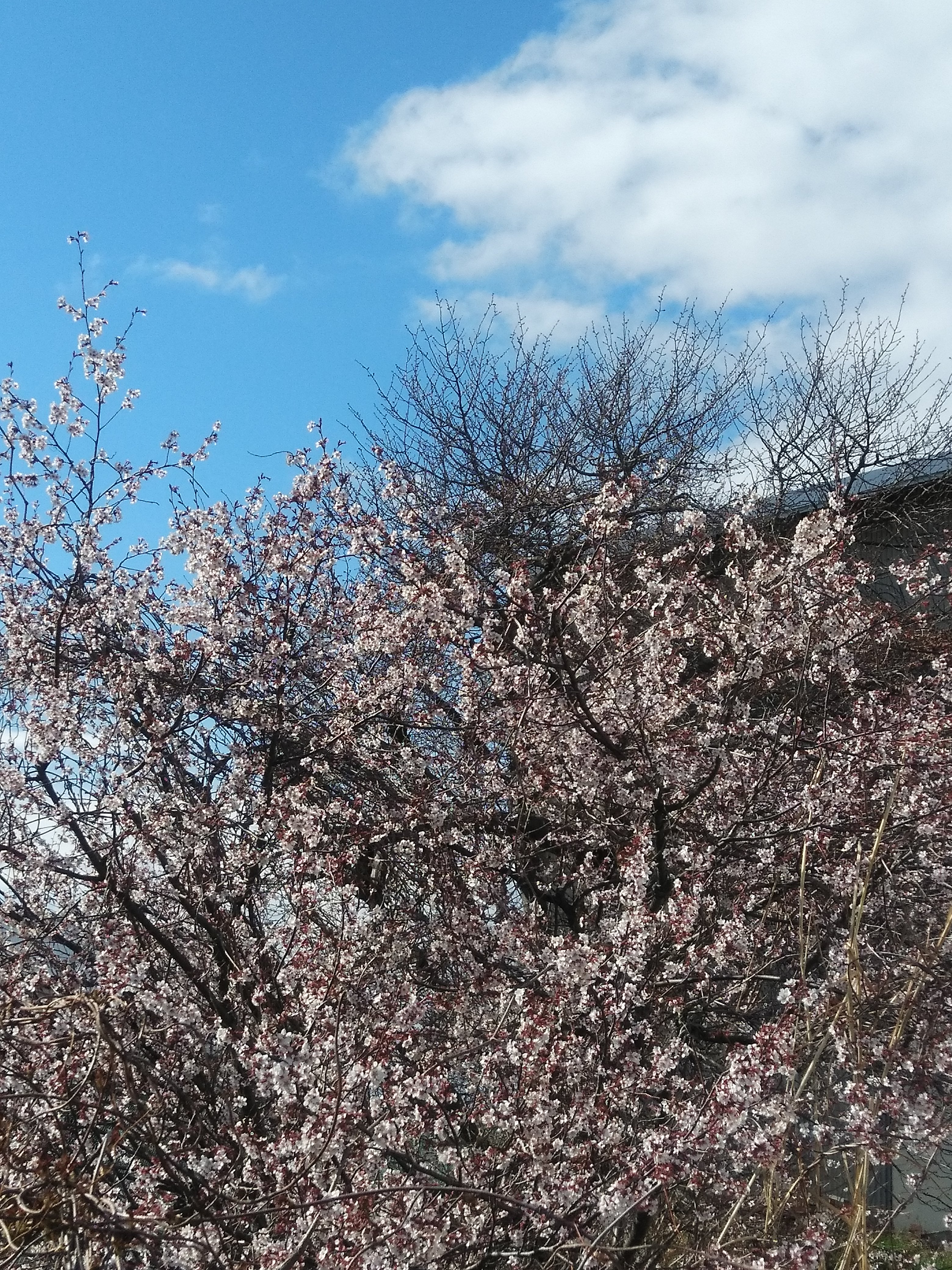 新入社員と桜開花