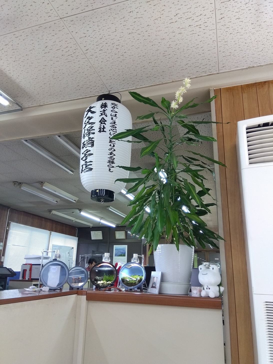 ドラセナ　花