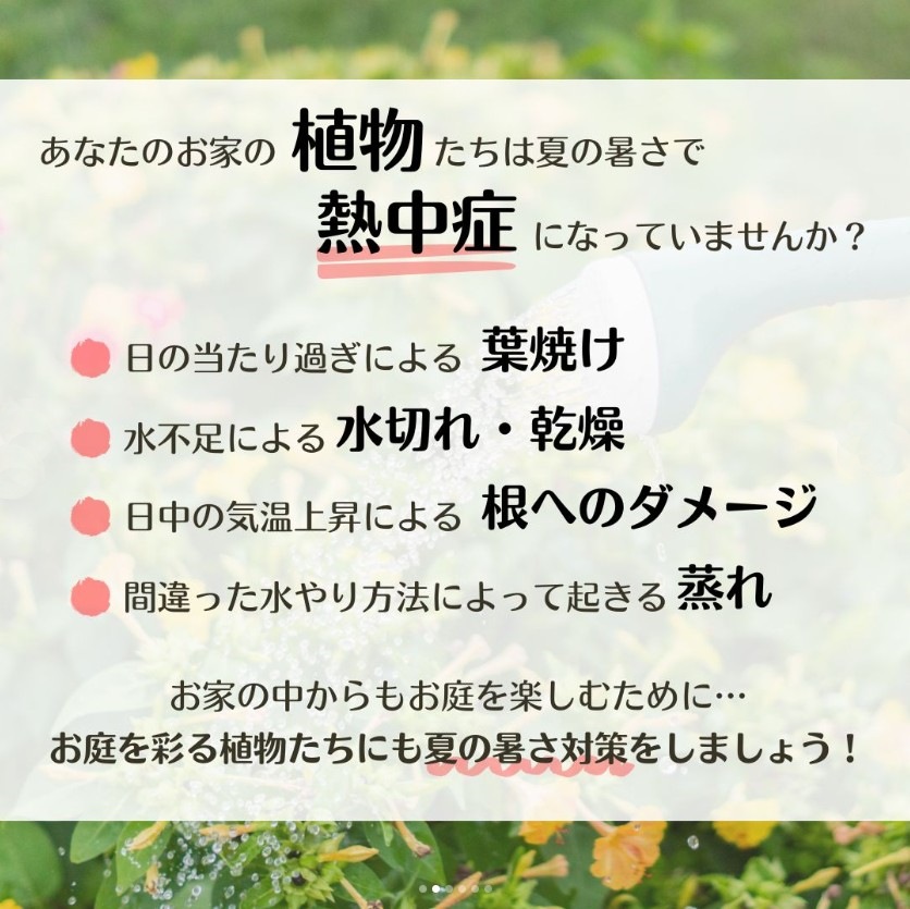 熱中症　庭　植物　花　葉枯れ