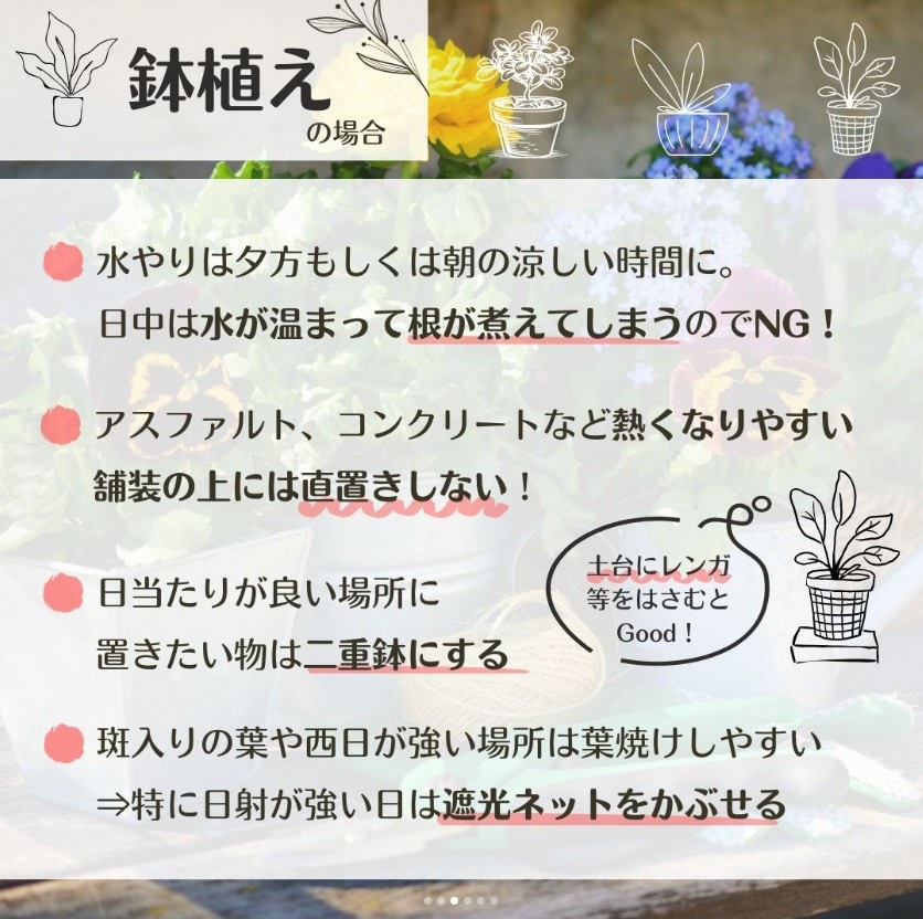 熱中症　庭　植物　花　葉枯れ