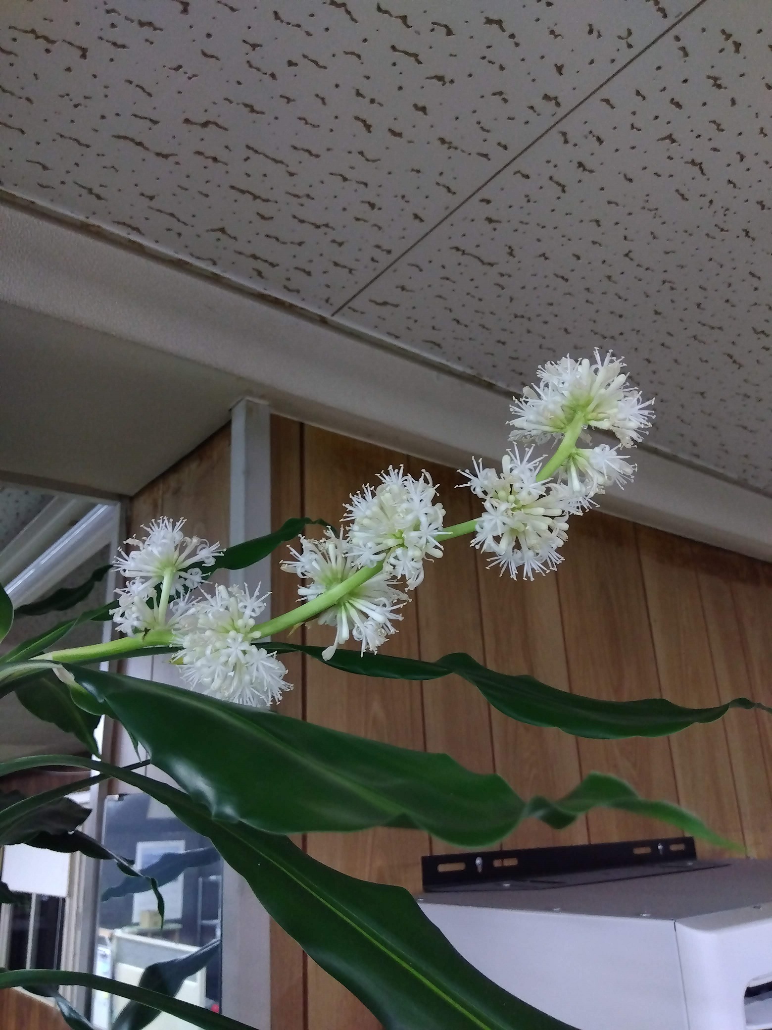 ドラセナ　花